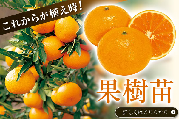 果樹苗