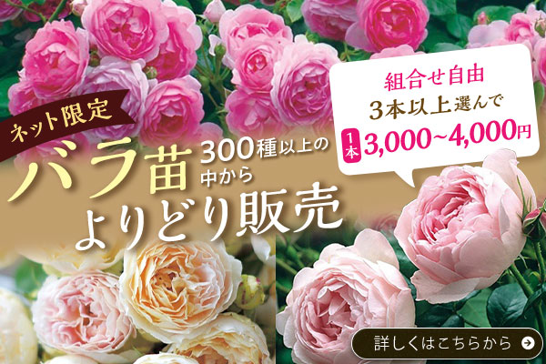 バラ苗よりどり販売