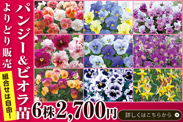 パンジー＆ビオラ苗よりどり販売