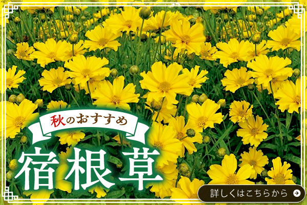 秋のおすすめ【宿根草】