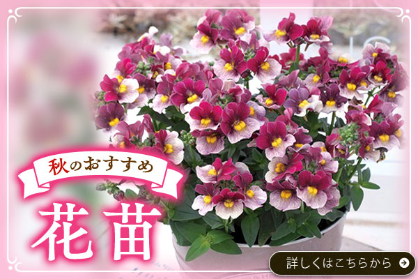 秋のおすすめ【花苗】