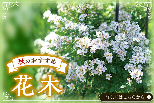 秋のおすすめ【花木】