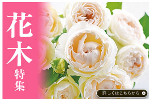 花木特集