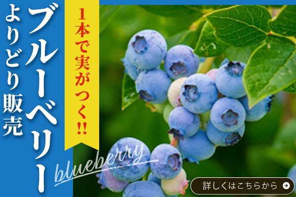 ブルーベリーよりどり販売