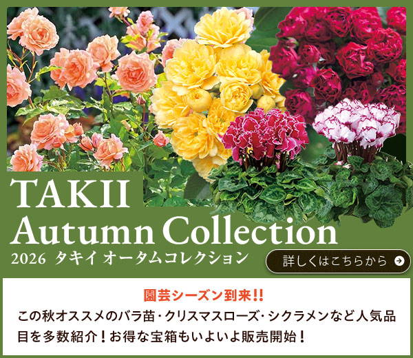 オータムコレクション