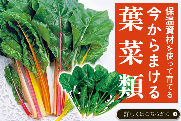 保温資材を使って育てる今からまける葉菜類