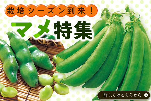 まめ特集