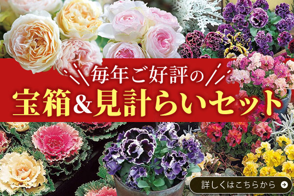 毎年ご好評の宝箱＆見計らいセット