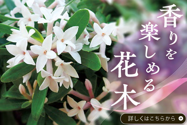 香りを楽しめる花木