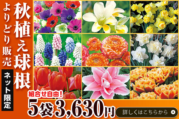 秋植え球根よりどり販売