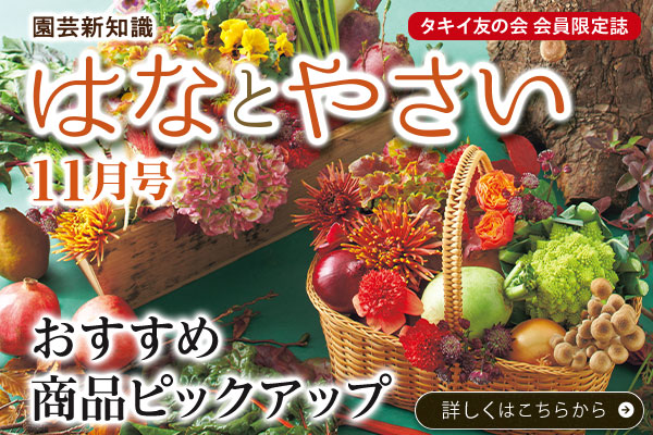 はなとやさい11月号