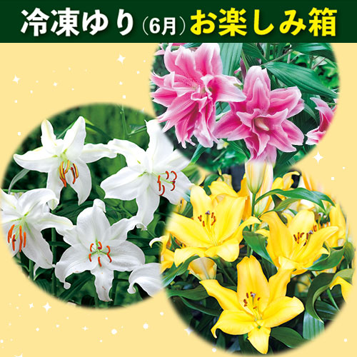 冷凍ゆり（6～7月）お楽しみ箱| 種・苗・ガーデニング用品の【タキイ