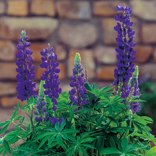 ルピナス（昇り藤）・ミニギャラリー ピュアブルー| 種・苗