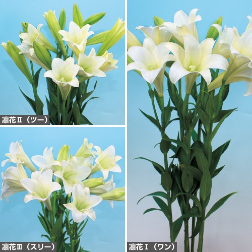 いまだ様確認用✿鉄砲百合✿百合根 鉄砲百合 【 白花種 】 球根 2球 テッポウ ユリ Lily 百合 ホワイト 秋