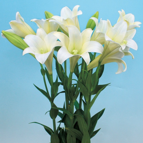 新鉄砲百合・凛花I（ワン）| 種・苗・ガーデニング用品の【タキイ