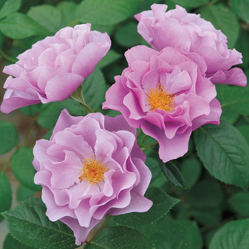 あ〜きゃん♬様　レア　高品質　紫玉石　薔薇　カービング　バラ バラ・紫の上 農水省品種登録出願中(品種名:KIM6306M6154）| 種・苗