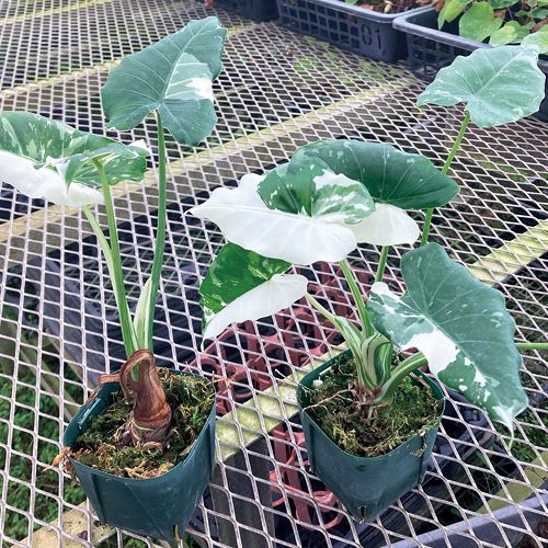 斑入りクワズイモ 園芸ネット本店｜クワズイモ：斑入り 7号25-01 の通販【公式】