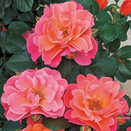 739-NBF442.jpg?1