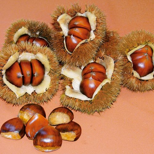 クリ・美玖里(みくり） 農水省登録品種| 種・苗・ガーデニング用品の