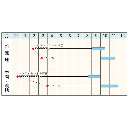 根深ネギ・名月一文字| 種・苗・ガーデニング用品の【タキイネット通販】