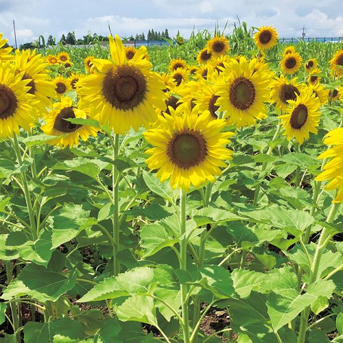 ひまわり 緑肥用ひまわり クリアスマイル| 種・苗・ガーデニング用品の【タキイ