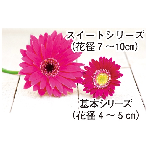 宿根ガーベラ・ガルビネアスイート フェスティバル 農水省登録品種