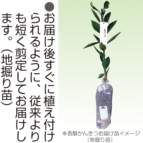 木頭ゆず| 種・苗・ガーデニング用品の【タキイネット通販】