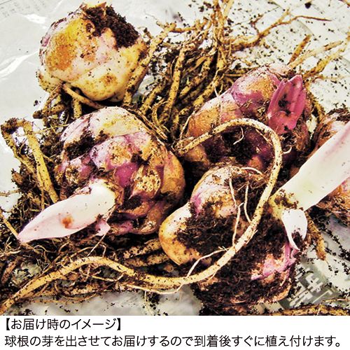 冷凍ゆり（6～7月）お楽しみ箱| 種・苗・ガーデニング用品の【タキイ