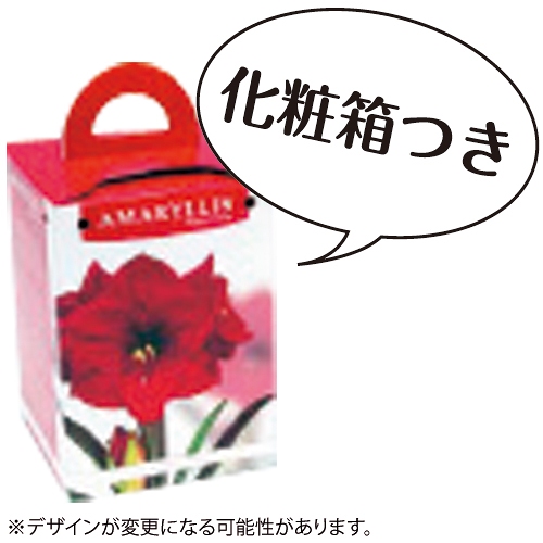 ポット植えアマリリス6種 セット| 種・苗・ガーデニング用品の【タキイ