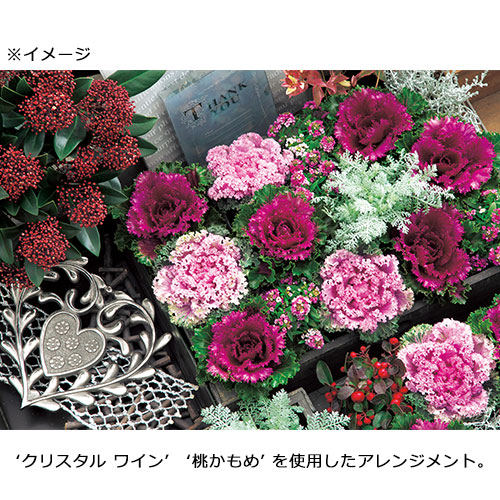 ハボタン　タキイ種苗プラチナケール　6株 営利用葉ボタン】 タキイ種苗 葉牡丹矮性種 「プラチナケール