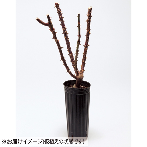 バラ・シュガー キャンディー ローズ 農水省品種登録出願中(品種名
