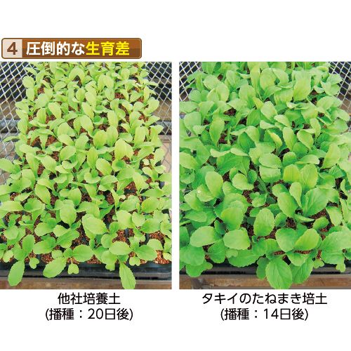 タキイ たねまき培土 1組（50L入×2袋）| 種・苗・ガーデニング用品の