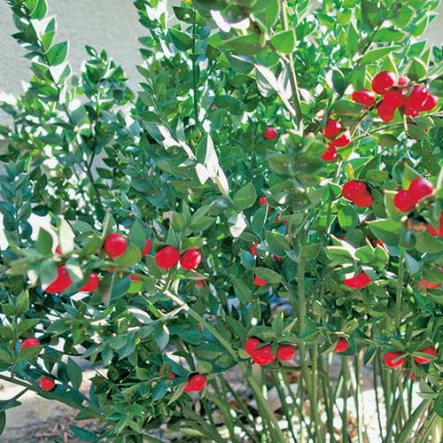 その他の花木の苗｜タキイネット通販【公式】