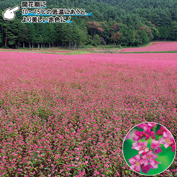 赤花そば・高嶺ルビー Neo