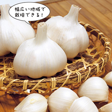 にんにく・ニューホワイト六片