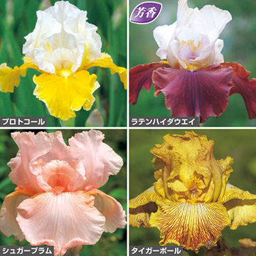 切り花種ジャーマンアイリス セット| 種・苗・ガーデニング用品の