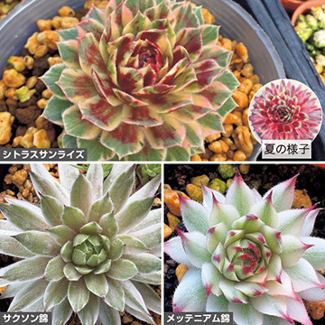 感謝を込めて。センペルビウム15(*´ω`*)T センペルビウム 'パーフェクト' – Surreal Succulents