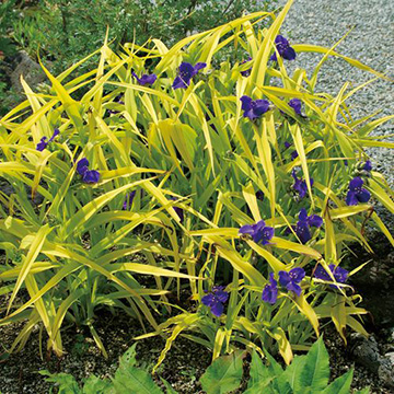 その他の花苗の苗｜タキイネット通販【公式】(2ページ目)