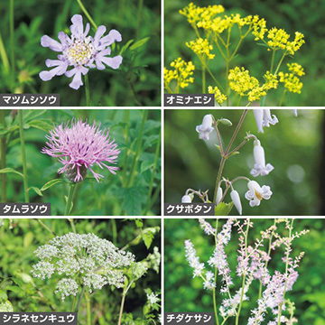 切り花向き山野草A セット（秋）| 種・苗・ガーデニング用品の【タキイ