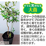 ブルーベリー・オニール 【大苗】| 種・苗・ガーデニング用品の