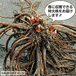 ウルトラ山うど【特大株】| 種・苗・ガーデニング用品の【タキイネット