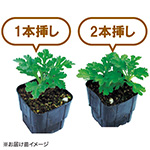 9月(彼岸）咲きスプレー菊 セット| 種・苗・ガーデニング用品の