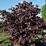 733-NKZ326-2131148.jpg?1