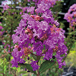 739-NHZ817-1430869.jpg?
