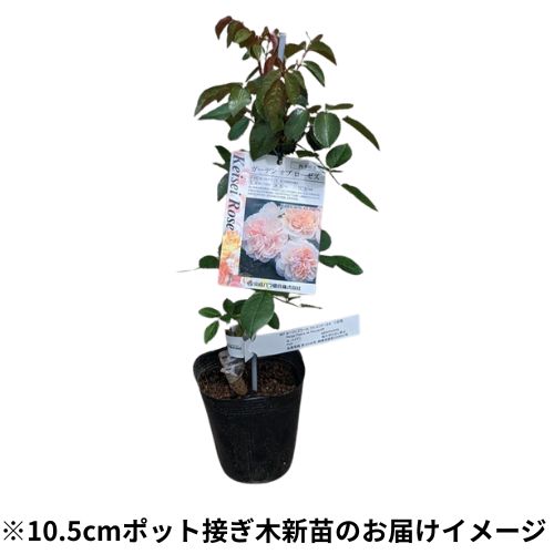 バラ・ピンク ブリックハウス 農水省品種登録出願中(品種名