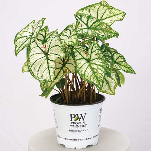 ガーデンカラジューム・ハートトゥハート スノードリフト| 種・苗