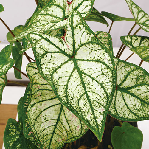 カラジューム　カモフラージュ　抜き苗　第４種発送 カラジウム 4種セット 抜き苗