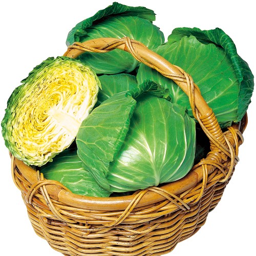 キャベツ・YR春空