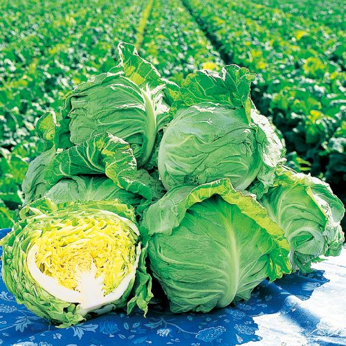 キャベツ・春波