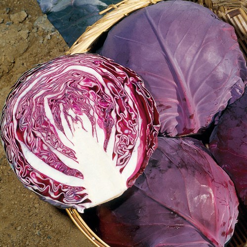 赤キャベツ・中生ルビーボール